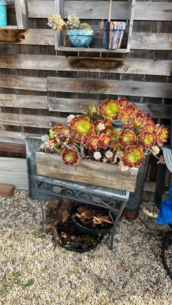 Succulents