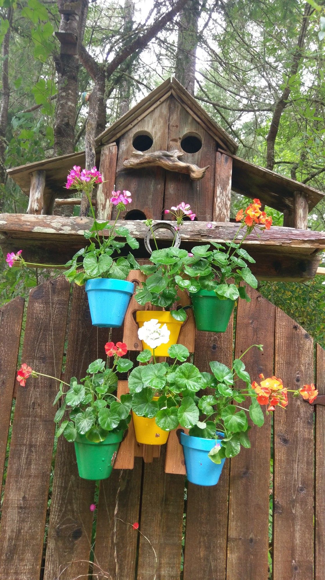 northwest cedar planks