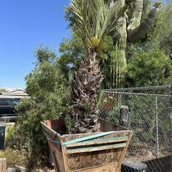 6 Ft Mediterranean Date Palm  ***Ready To Plant***
