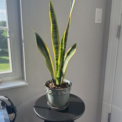 24 hour, pure oxygen producing brand new plant in a brand new ceramic gorgeous pot