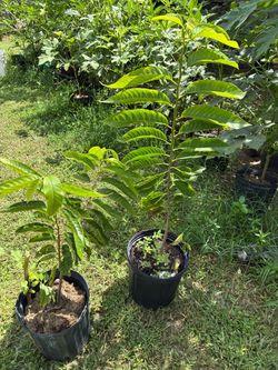 Sugar Apple Tree, Cachiman