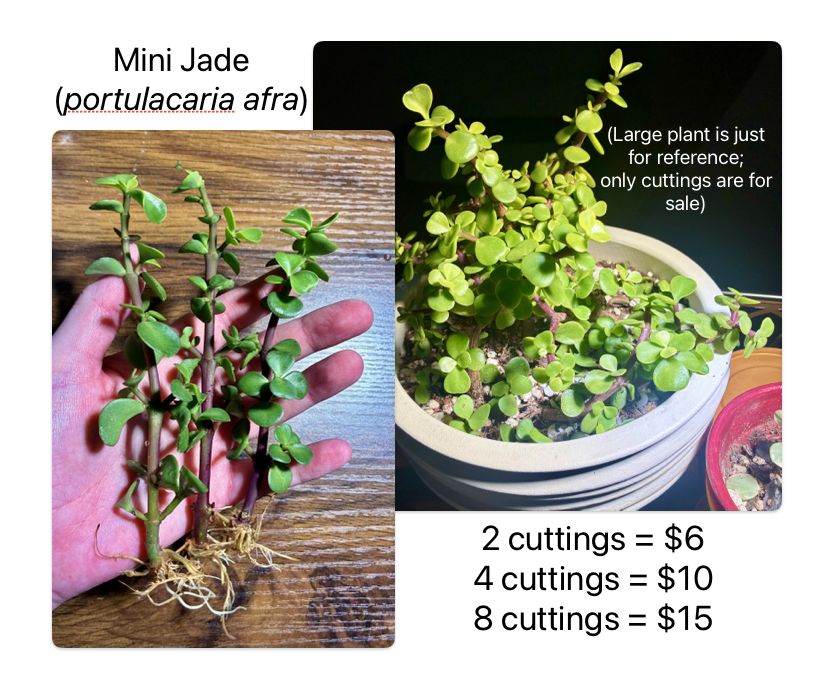 Mini Jade rooted plant cuttings (portulacaria afra)