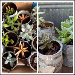 Succulent  Ready  To Go 