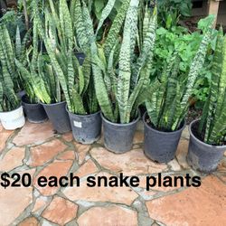 Plants Outdoor Indoor Snake Plants House Plant Garden Backyard 