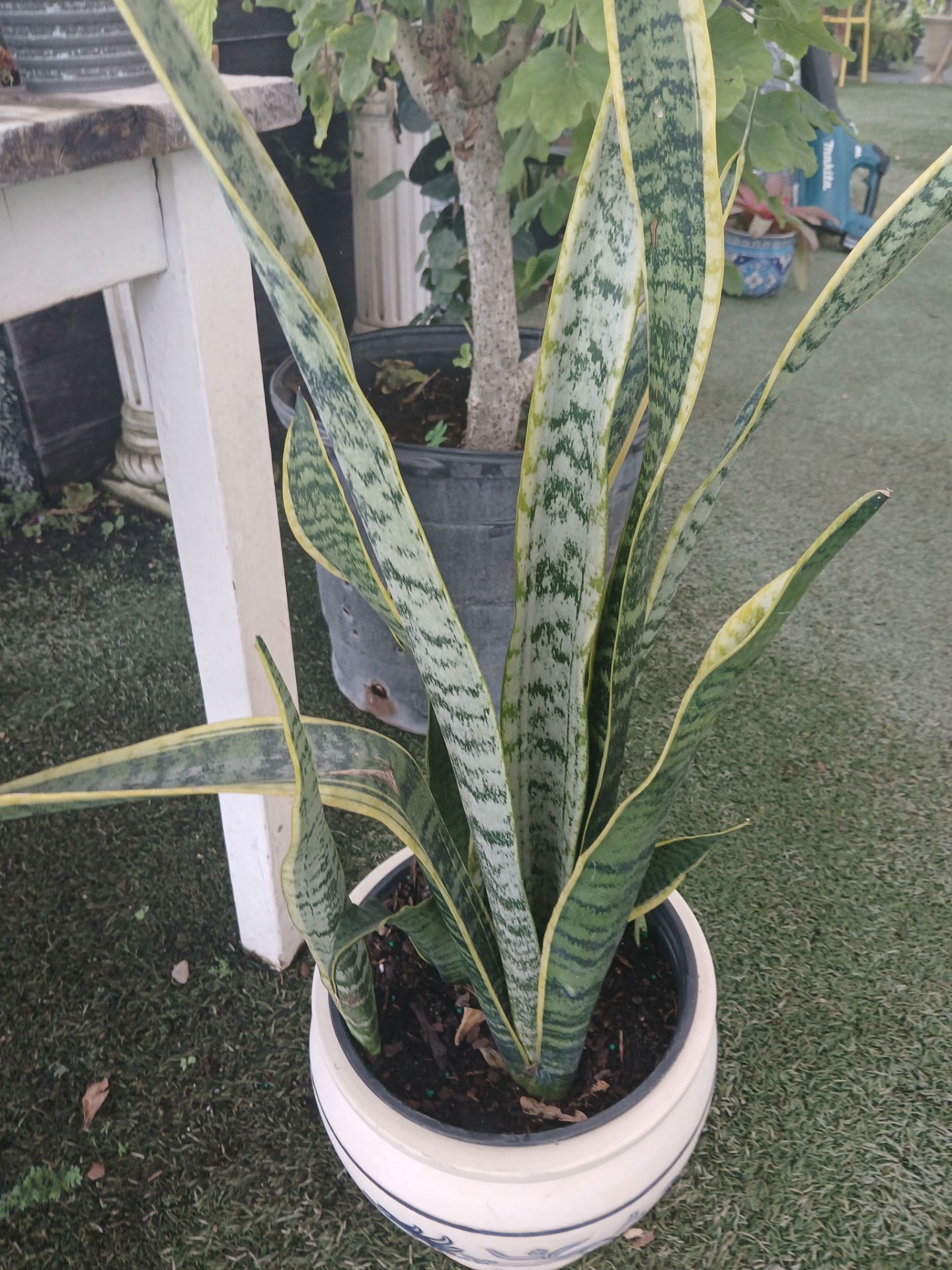 House plants Big Sale! From $15🌱