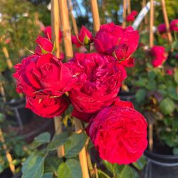 🌹 Red Eden Climbing Rose – 15 Gallon – Extra Tall & Established