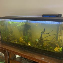 55 Gallon Freshwater Tank Full Set Up And Fish 