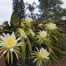 Dragon Fruit Plants And Cuttings