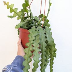 Epiphyllum Aguilar Ric Rac Cactus Plant 6" Pot - Indoor House Plants