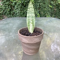 Small Snake Plant In Pot