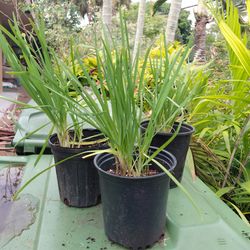 Organic Garlic chives lasts a lifetime! Herbs