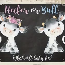 Bull or Heifer gender reveal