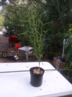 Planted bamboo plants