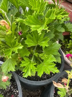 Pelargonium