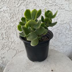 6 Inch Pot Succulent Plant Crassula Ovata Light -  Lemon Jade - Rooted &  Established - Drought Resistant 🪴 