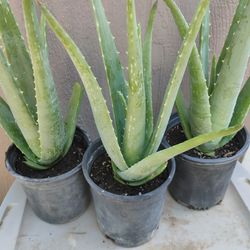Aloe Vera Plant In 1gl.