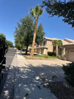 Palm