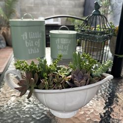 Succulent Arrangement 