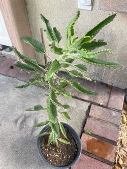 mother of tousand plant