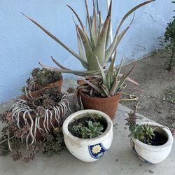 5 pots Beautiful Succulent Plants & Aloe – Healthy & Low Maintenance 🌿