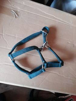 Miniture Pony  Halter