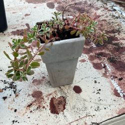 Variegated Sedum In Ceramic Pot With Drain 