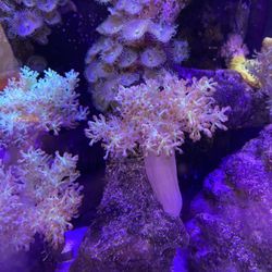 Fish Tank Coral Plants - Kenya Trees