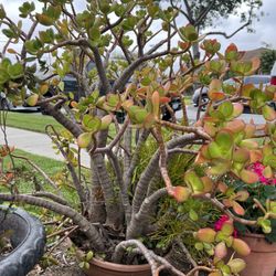 Jade Bonsai Plant