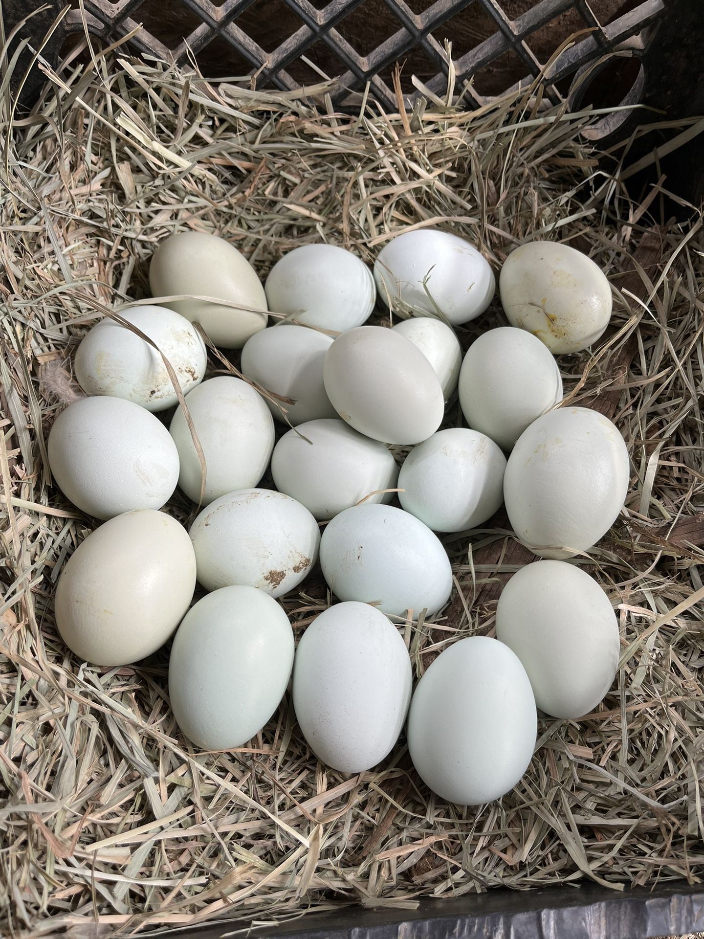 Organic Cage Free Chicken Eggs