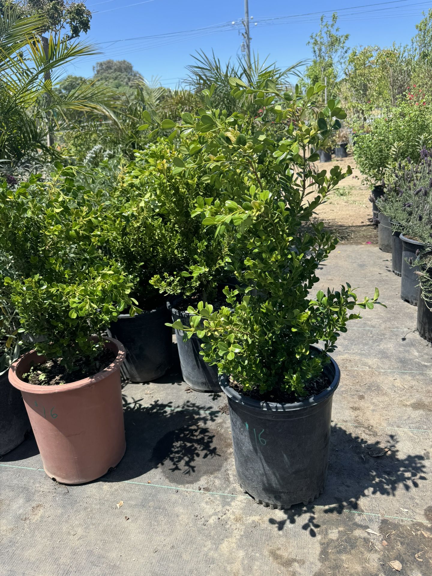 Japanese Boxwood - 5 Gallon