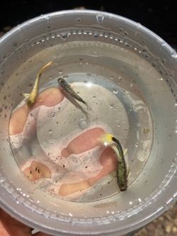 “Platnium Guppy” Aquarium Tank Decoration
