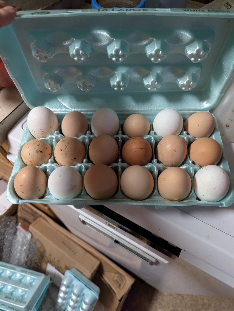 Farm Fresh Eggs