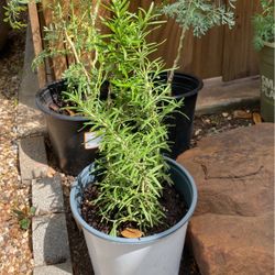 Rosemary/Romero & rue/Ruda Plant