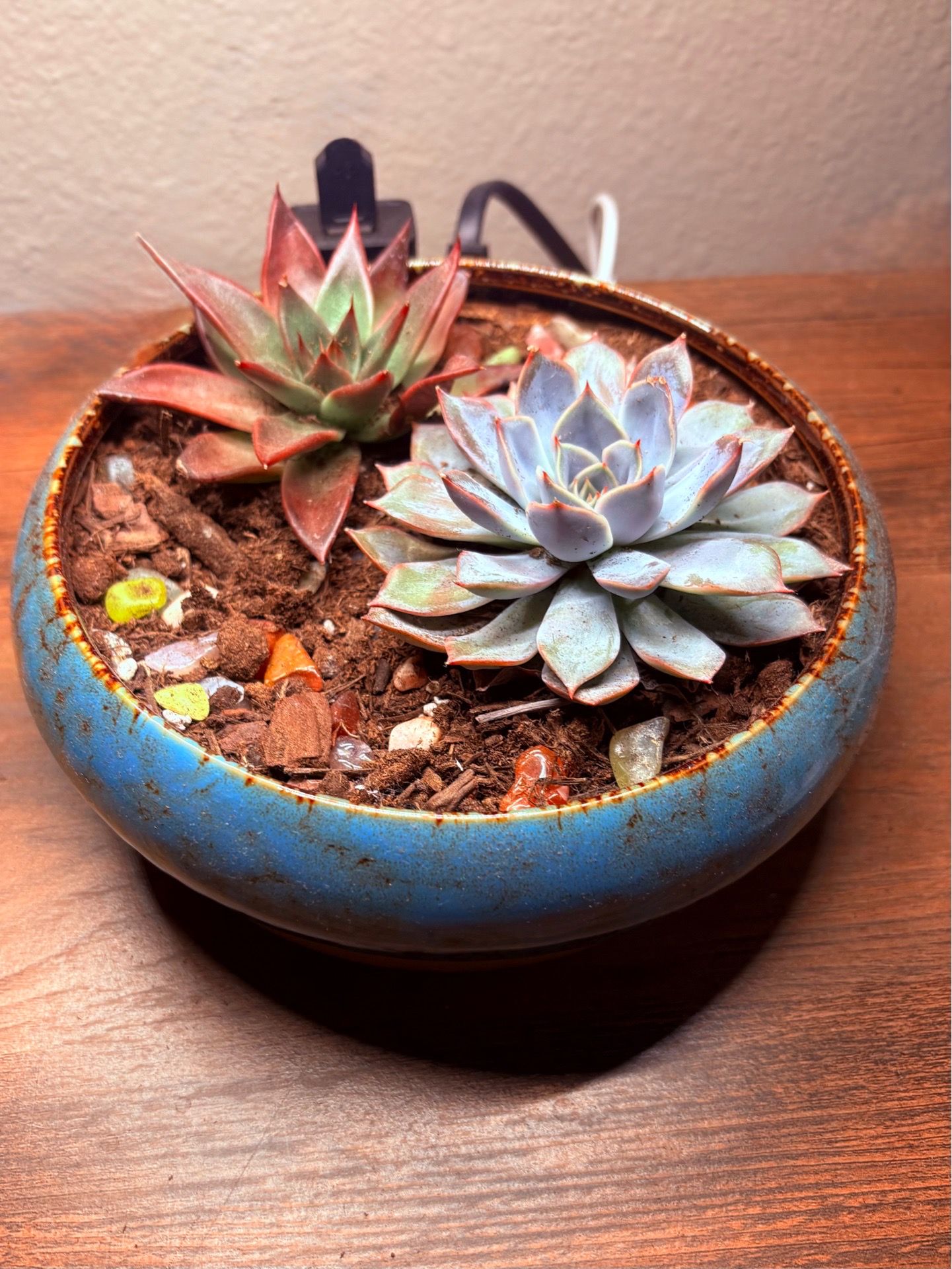 Handmade Succulent Arrangement in Ceramic Bowl 🌿