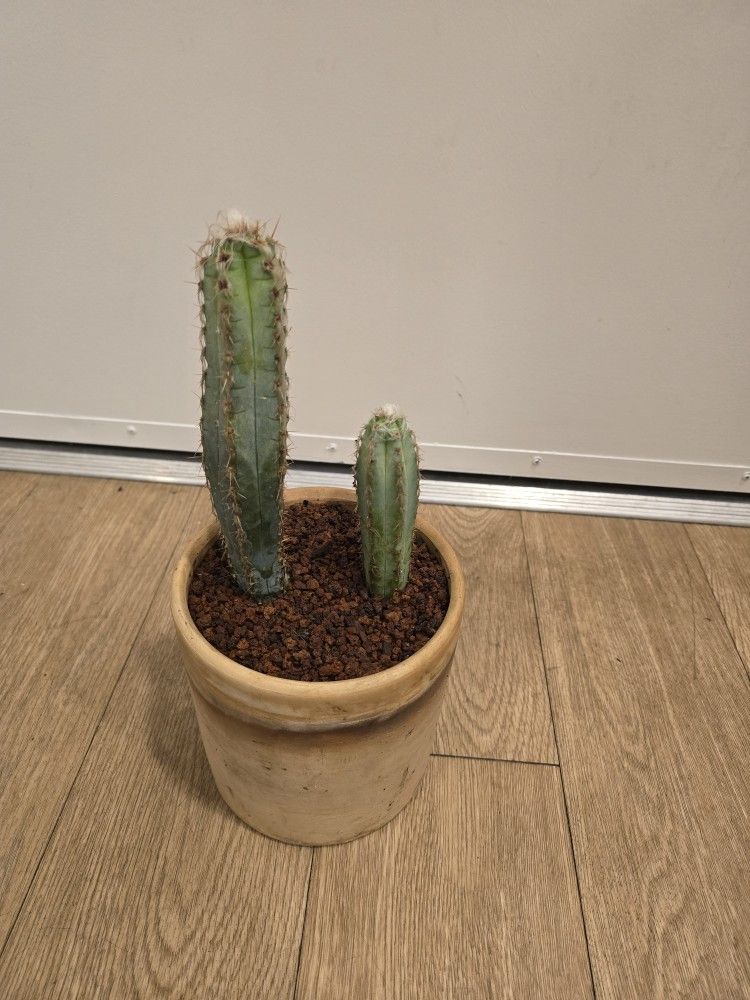 2 Wooly Blue Torch Cactus In Pot (Pilosocereus Glaucescens)