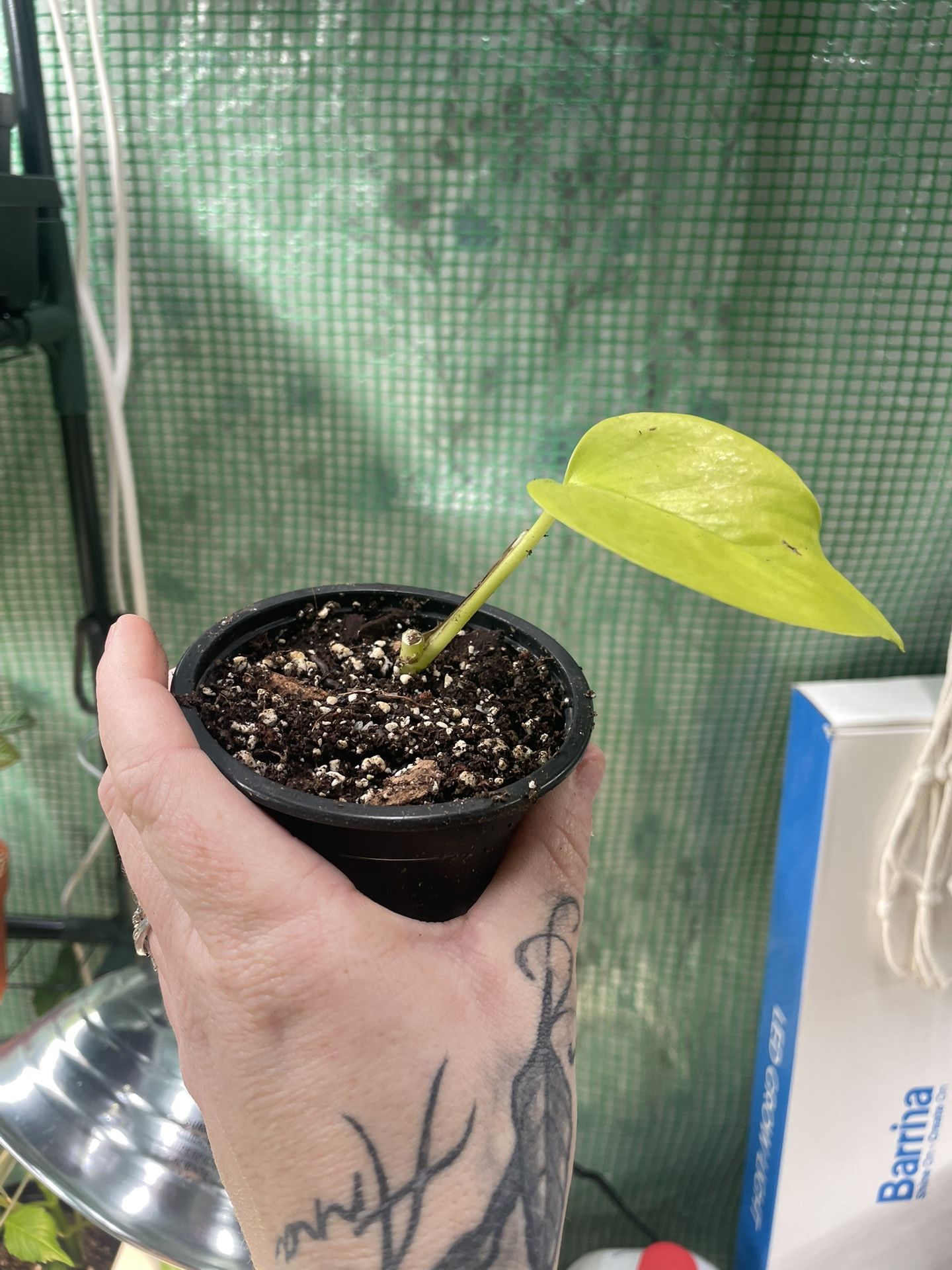 Neon Pothos Starters – Rooted Cuttings