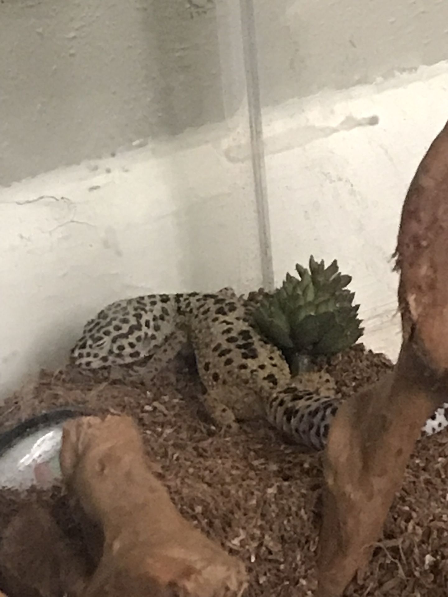 Lizard Gecko Leopard 