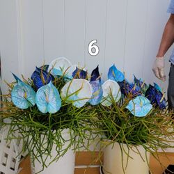 Beautiful Bush