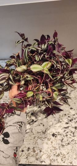 Purple sparkly tradescantia