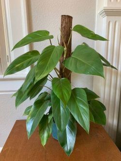 Rare Aroid Monstera Lechleriana Plant/ Indoor Plant/ House Plant Flower  Patio Garden