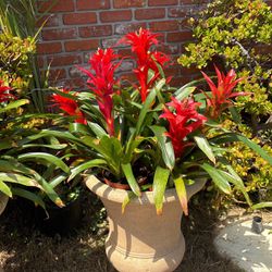 Pet Friendly Home Goods/ Live House Plants Lively Root Medium Pet Friendly Tropical Delight Guzmania Bromeliad Plant