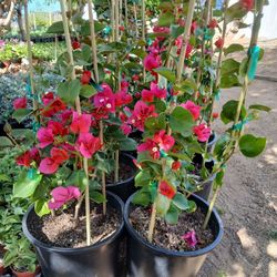 🌸 Bougainvillea Plants – Blooming & Ready! Only $20 🌸