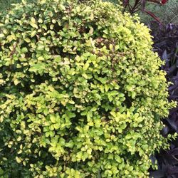 Ligustrum Sunshine Shrub 1 Extra Large 3 Gallon Plant | Lustrous Garden Shrub