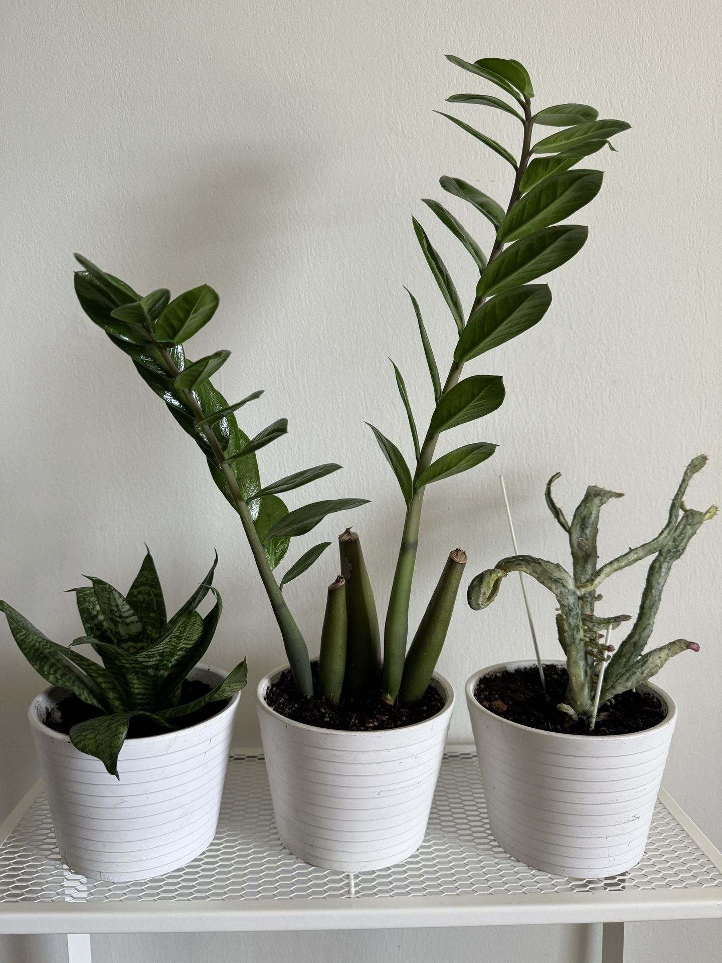 3 Plants In White Ceramic Pots