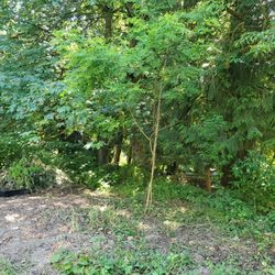 Black locust tree