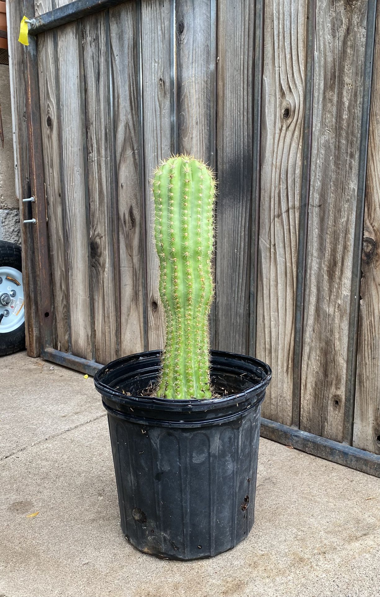 Giant Argentine Cactus Plant