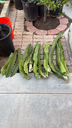 White Dragon Fruit