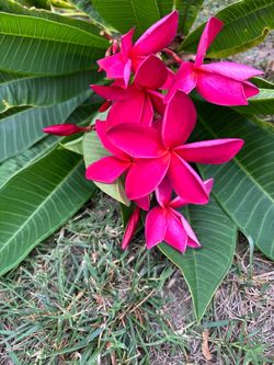 Plumeria cuttings 3 to 4 feet long