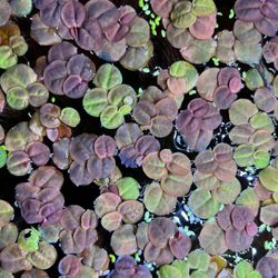 Red root floater (Phyllanthus fluitans)
