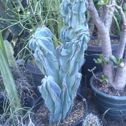 Monstroses Peruvian Apple Cactus Plant